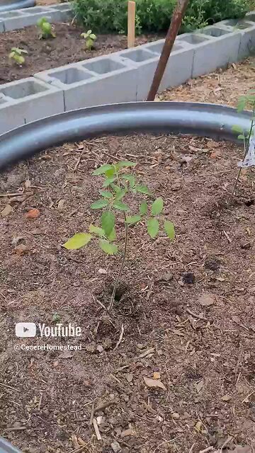 Training Tomatoes