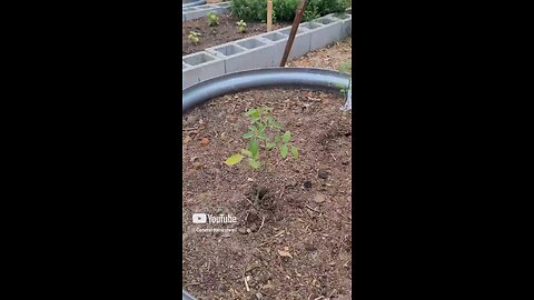 Training Tomatoes