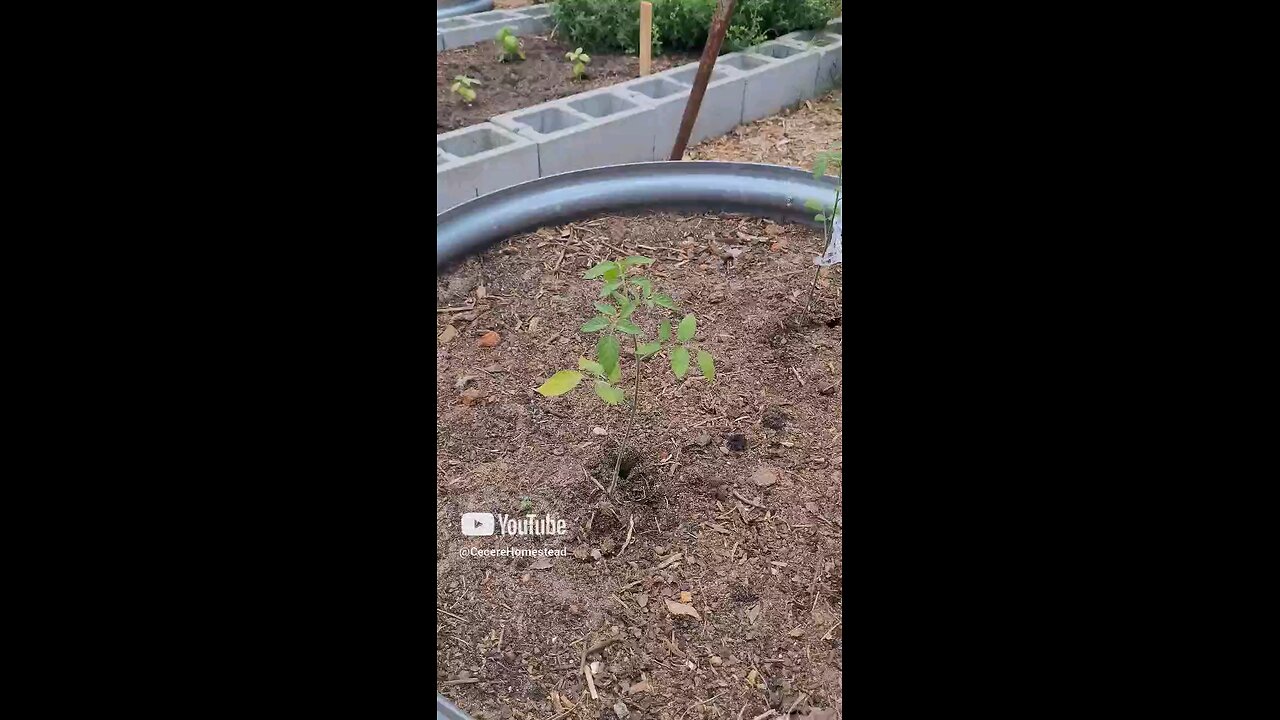 Training Tomatoes