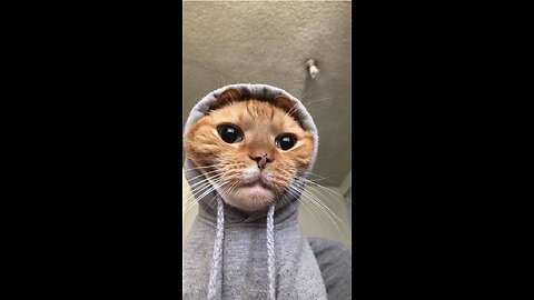 funny animals