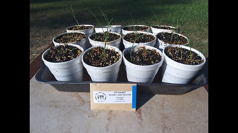 Starting Short Day Onions For Fall Planting 9/10/25
