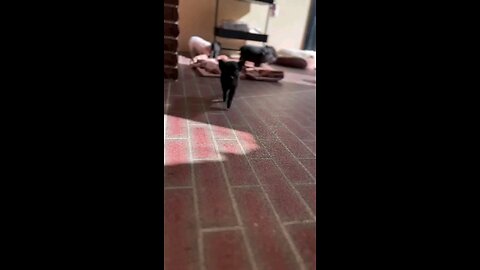 Notice how cute the piglets can be