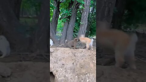 Flexible Little Rabbit Cute Pet Debut Plan Rabbit Pastoral Little Cute Pet