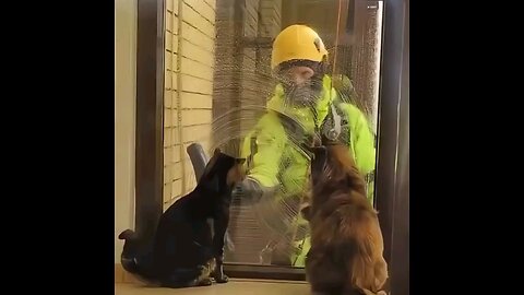 Cats enjoying the window washer!! 🐈 🐈‍⬛️