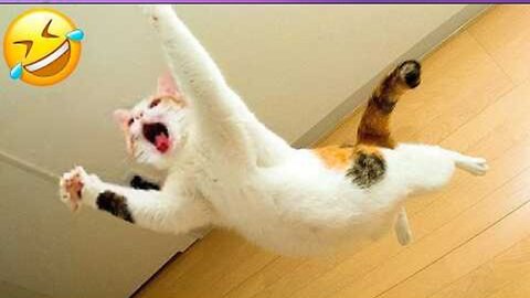 New Funny Cat and Dog Videos 😹🐶 Funniest Animals 🤣 Part 11