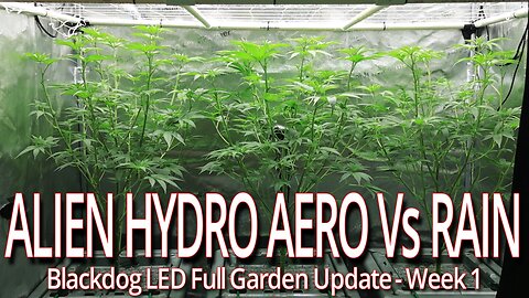 Alien Hydro Aero Vs Rain Week 1, Blackdog LED Full Garden Update
