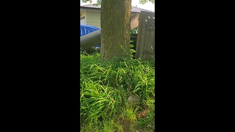 swarm trap 1