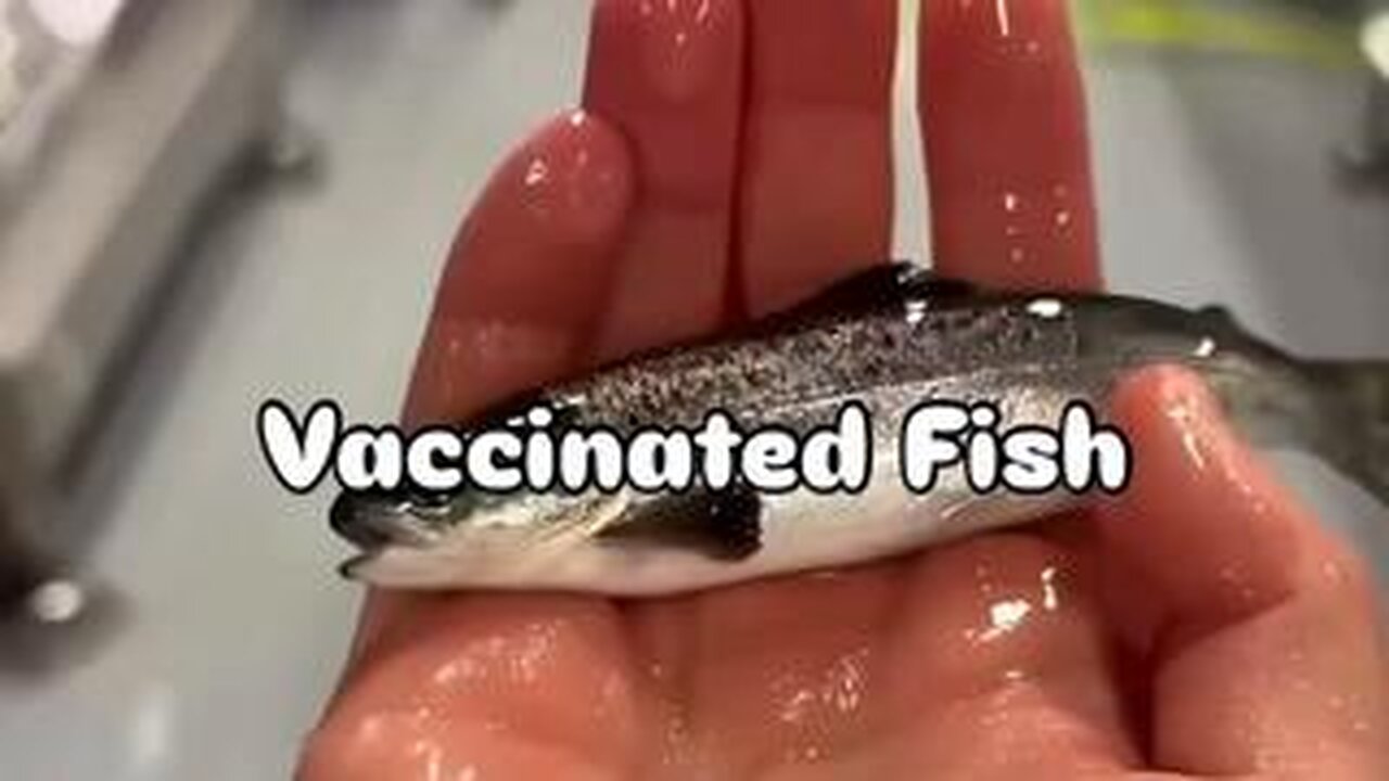 Vaccinated Fish