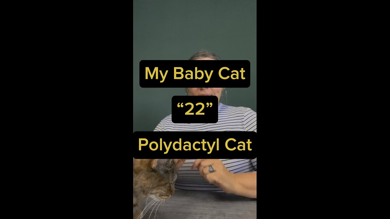 My Baby Cat 🐈 22, A Polydactyl Cat 🥰