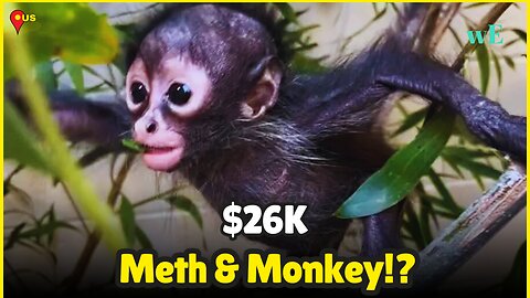 California Meth Arrest Uncovers $26K in Drugs, Cash—and a Baby Spider Monkey! - WorldEye