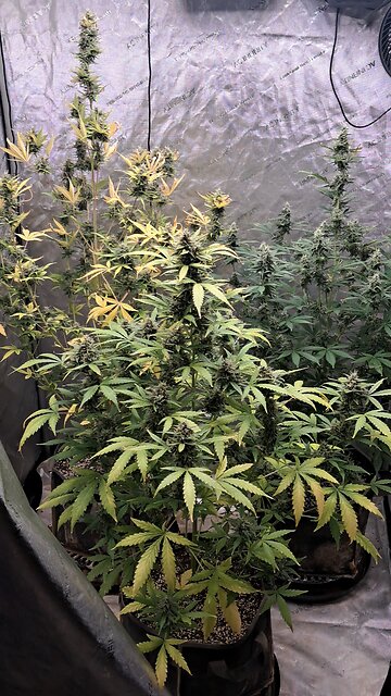 grape ape and northern lights grow update