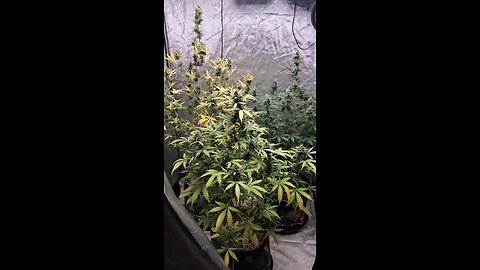 grape ape and northern lights grow update