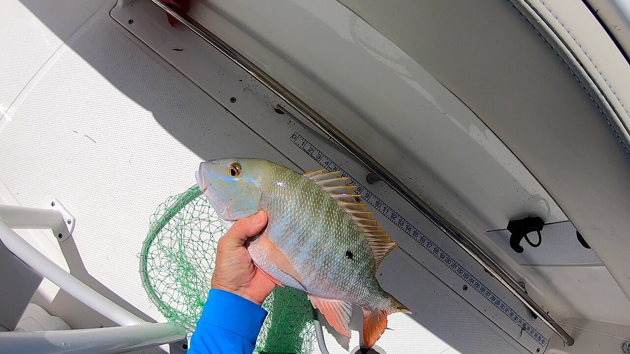 Snapper Lobster Combo