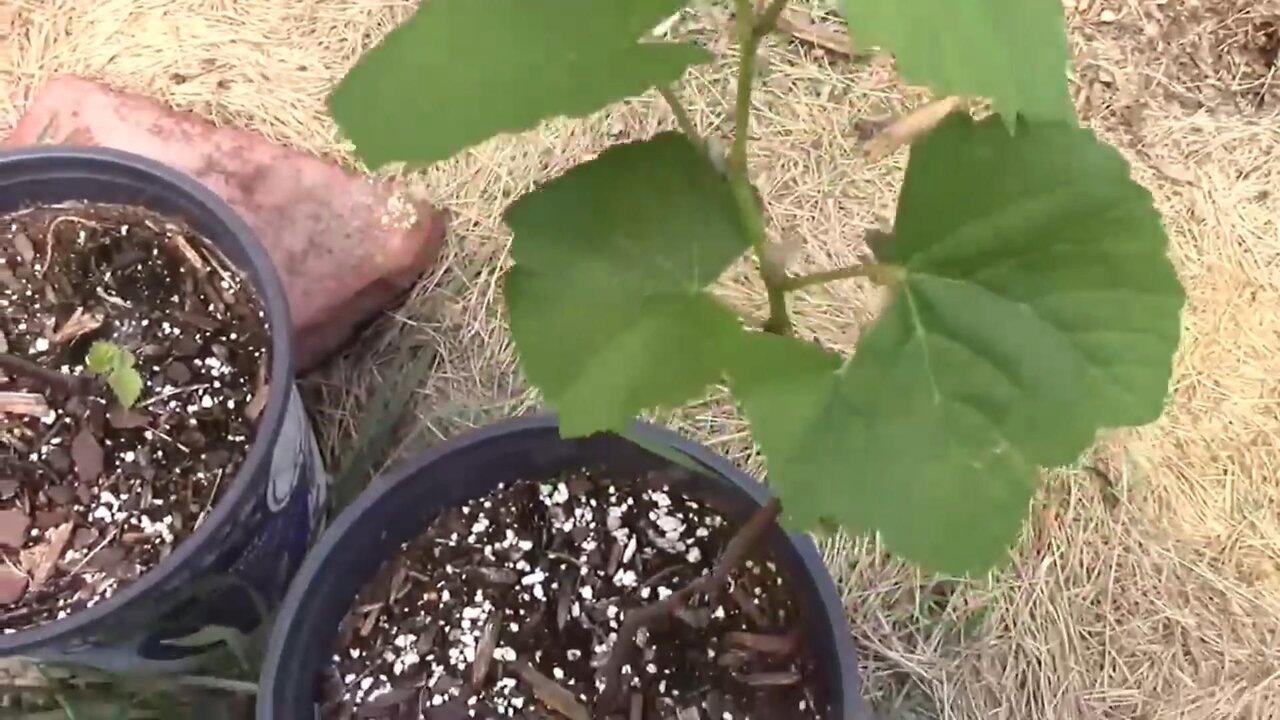 Gardening Quick Tip #17 - Make More Grape Vines For Free