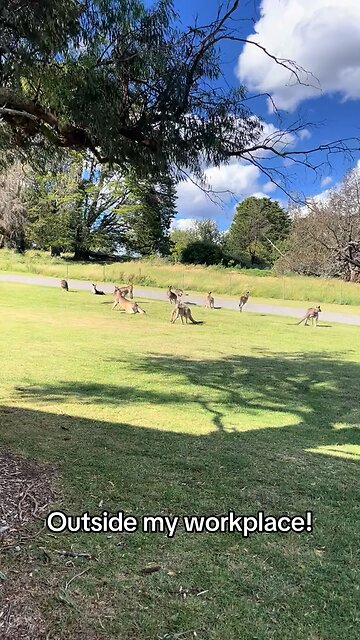 40 million kangaroos in Australia 🇦🇺