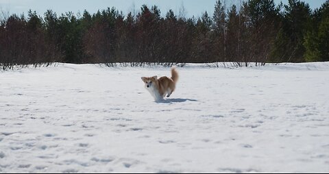 Watch This Puppy Experience Snow for the First Time! ❄️🐶