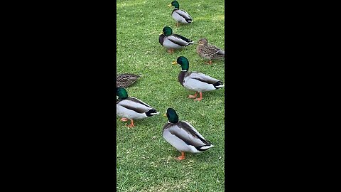 Mallard Ducks 🦆 #mallardducks #ducks #duck #followme #shorts #viral #trending #mallardduck