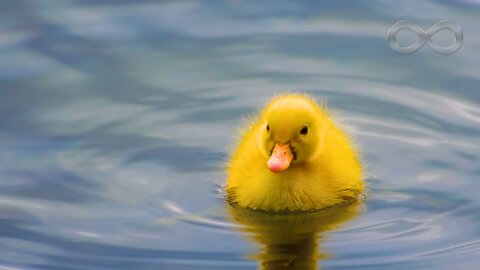 Silent Piano Music 🎹 Calm Serenity (Non AI Music)