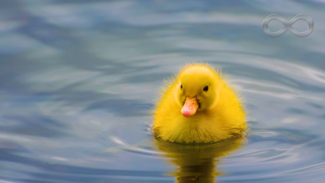 Silent Piano Music 🎹 Calm Serenity (Non AI Music)
