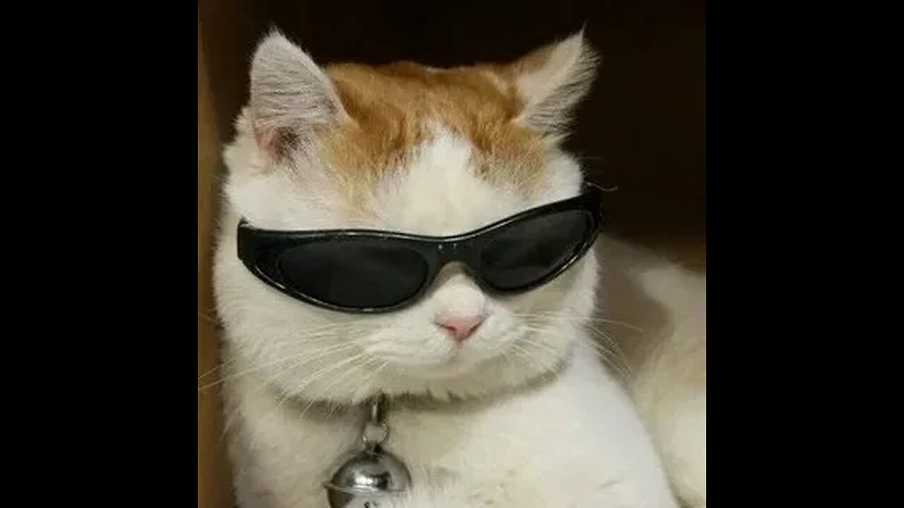 hot cat