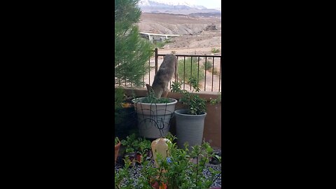 A visit from our desert friend.