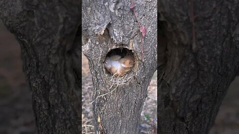 The little rabbit is sleeping in the tree hole. Cute pet. Rabbit. Cute little pet in the countrysid