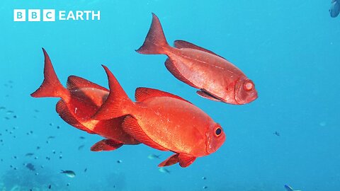 Exploring Kenya's Underwater Paradise | BBC Earth Explore