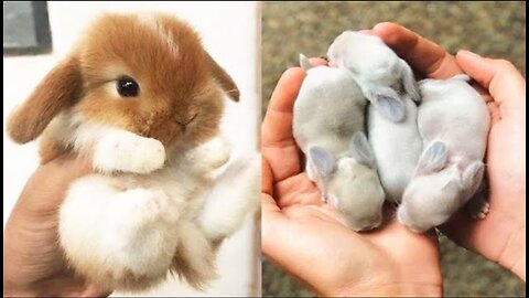 New Cute Baby Animals Videos Compilation #20 | Funny and Cute Moments of the Animals
