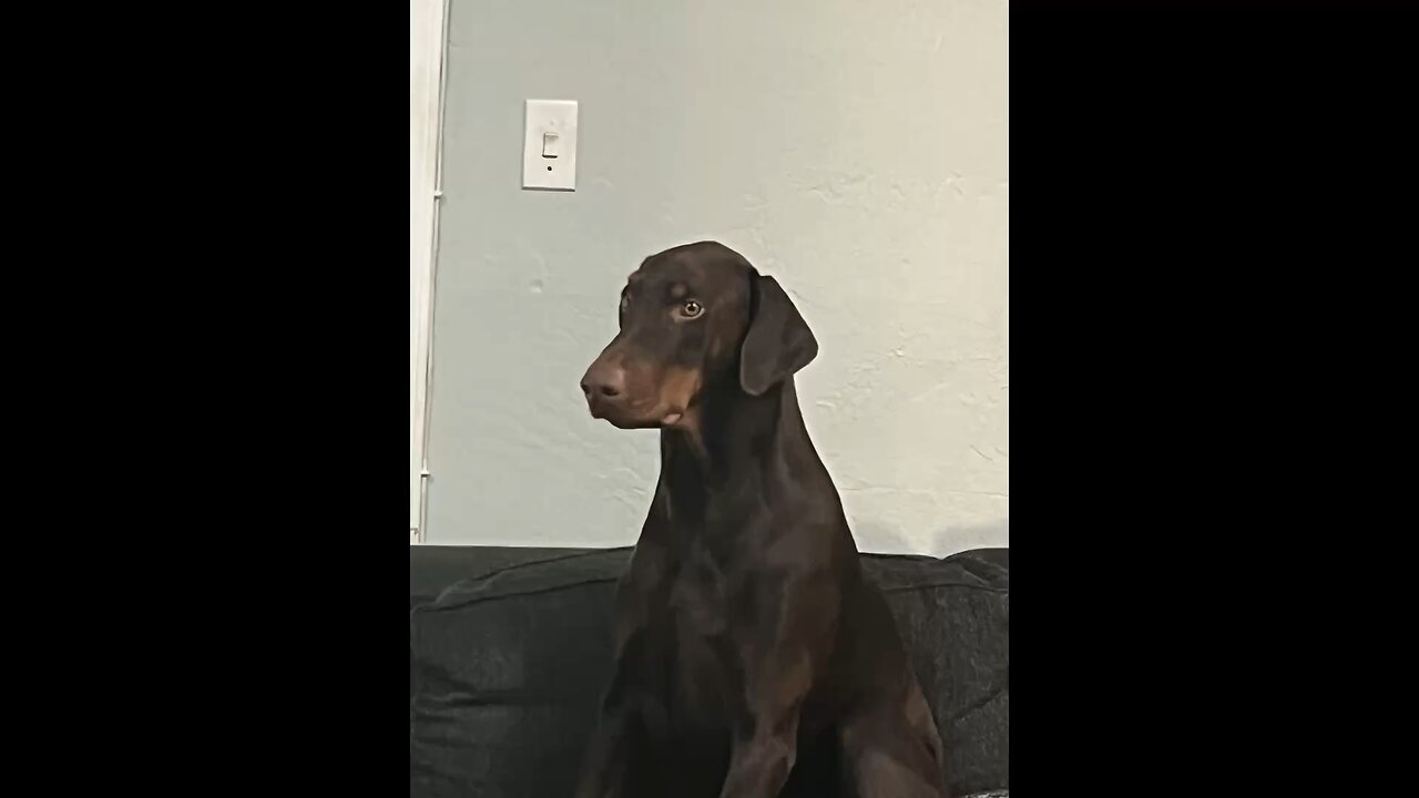 Happy National Dog Day
