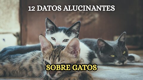 12 DATOS ALUCINANTES que no sabías sobre los gatos