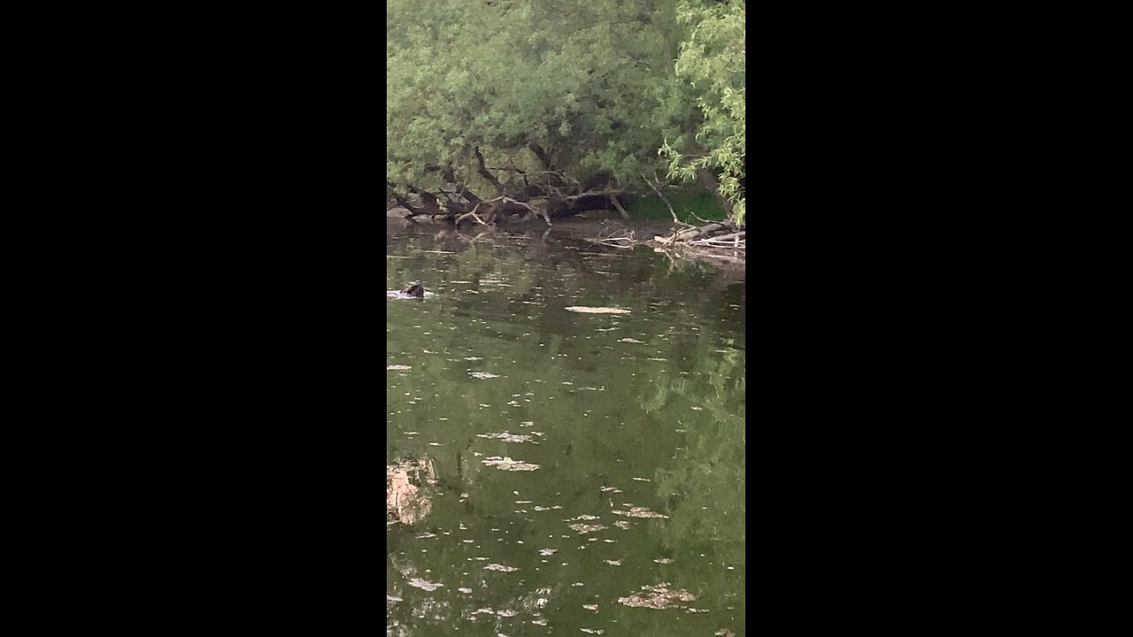 Angry Beaver