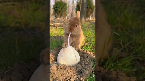 Little rabbit drinking coconut milk cute pet debut plan rabbit cute pet rural cute pet
