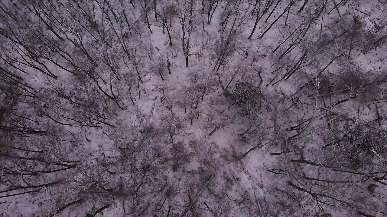 Aerial View Of Forest With Snow
