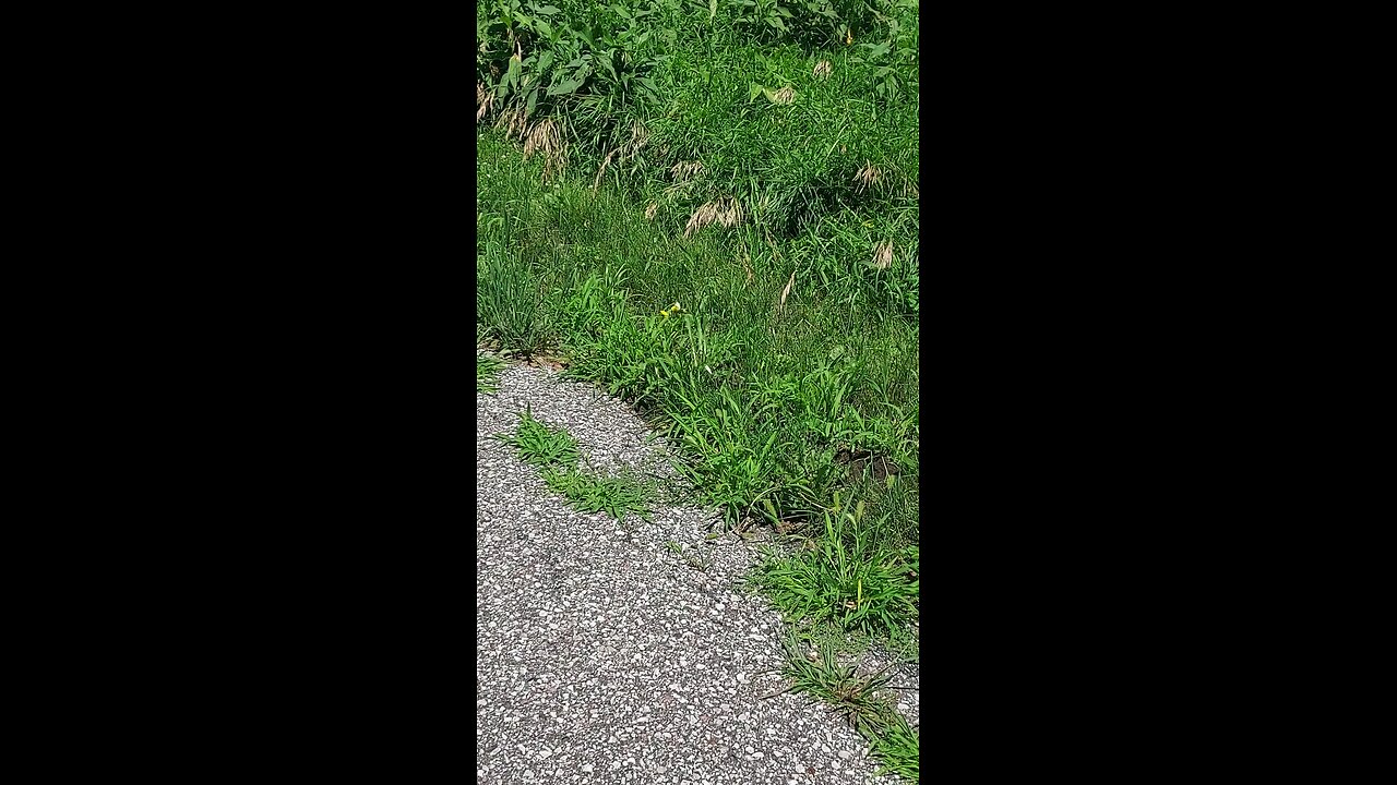 Butterfly 1of2