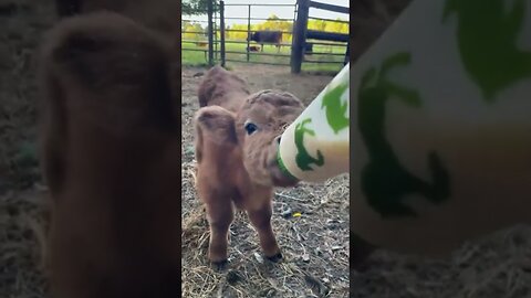 The calf was not accepted in its own flock and began to be bullied