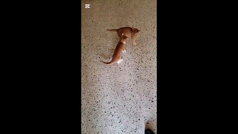 Cats at it again