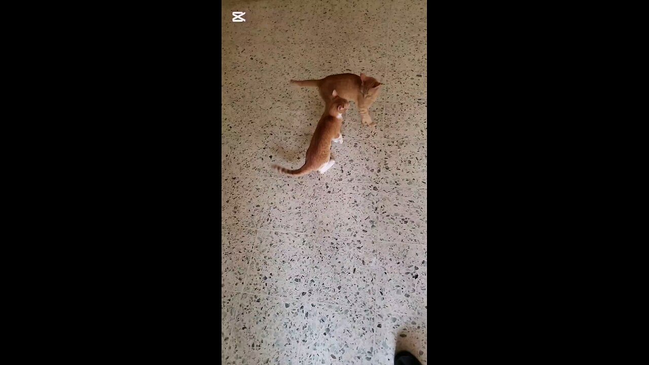 Cats at it again