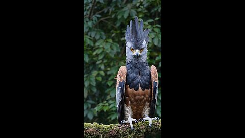 The True Ruler of The Skies