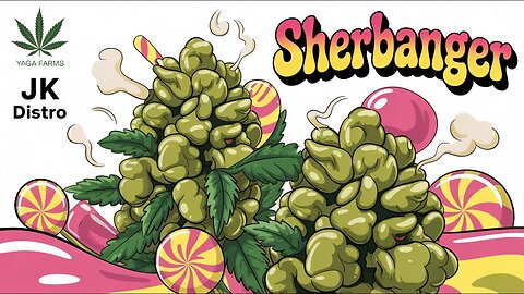 sherbanger strain review 🌿 yaga farms x jk distro effects & flavor