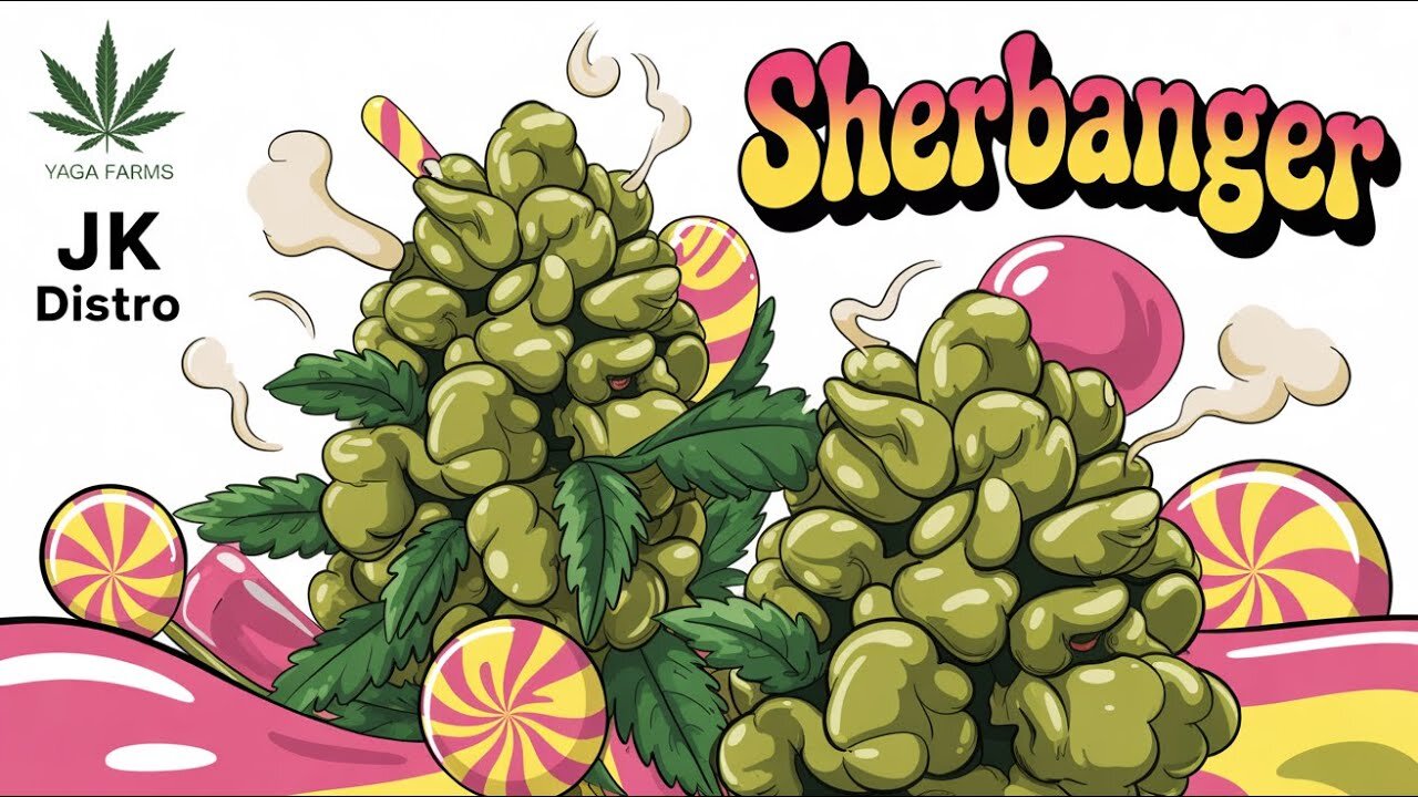 sherbanger strain review 🌿 yaga farms x jk distro effects & flavor