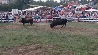 Peran koalicije Lonić Čaušević