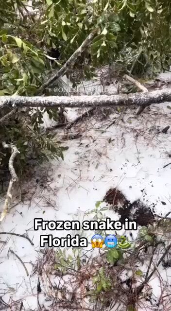 Frozen Snack