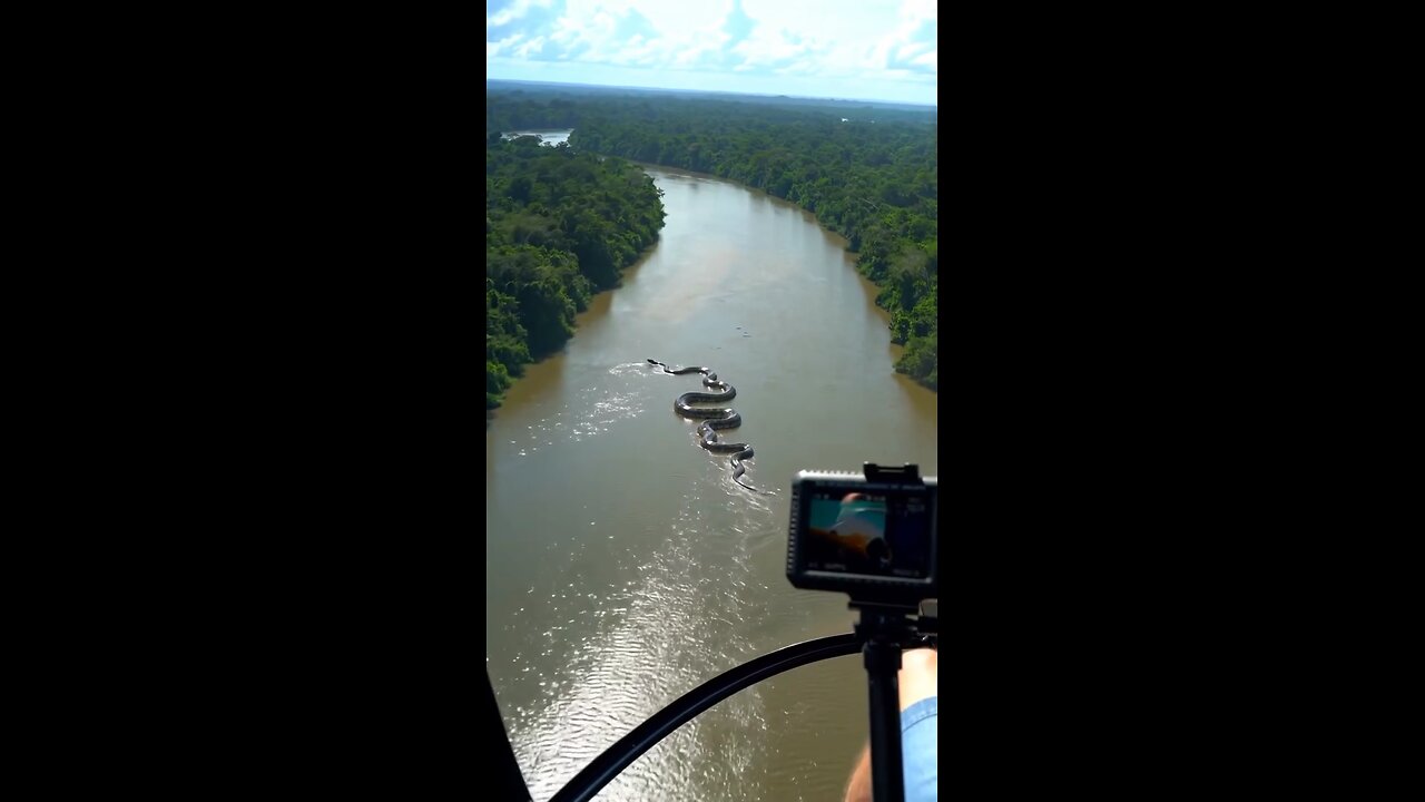 Giant Anaconda Caught in the Amazon River – Shocking Size Revealed #amazon #