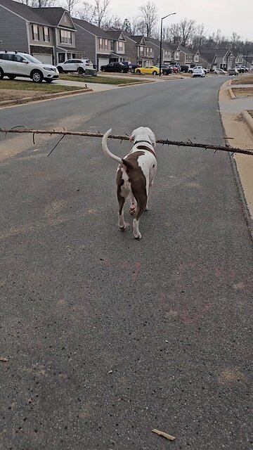 Dog Carries the Biggest Stick