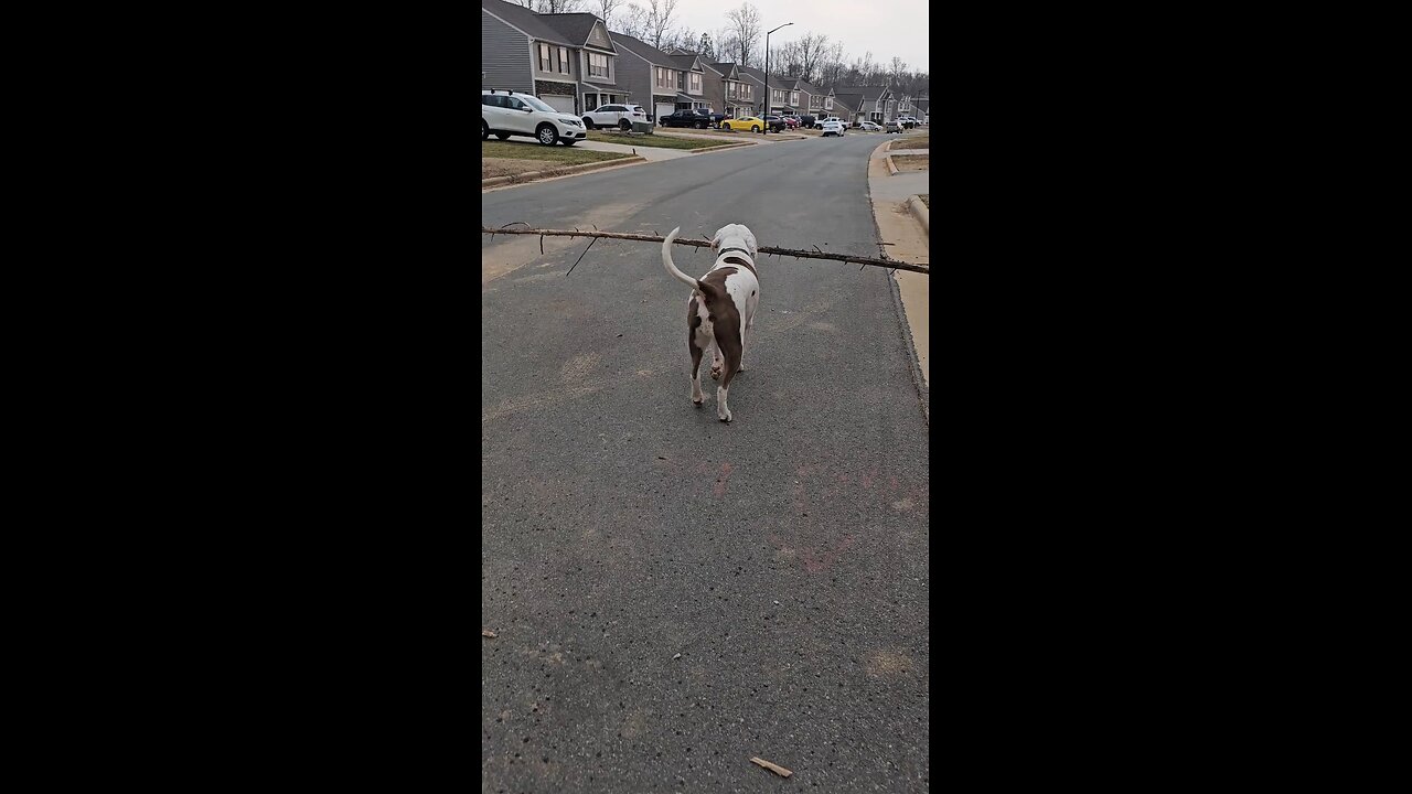 Dog Carries the Biggest Stick