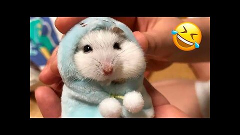 Funniest Animals part 3