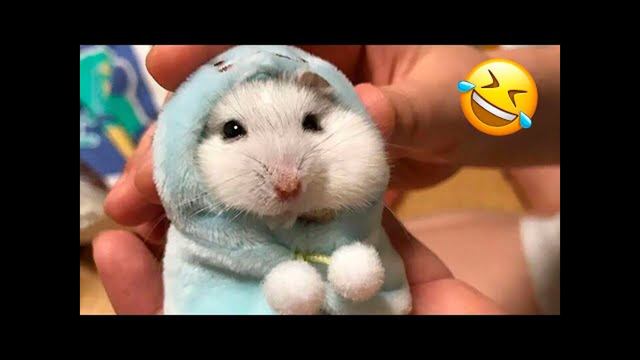 Funniest Animals part 3