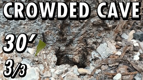 ASMR | Look at this beautiful flow of ants, in and out of the fortress of the tree - 30' 3/3