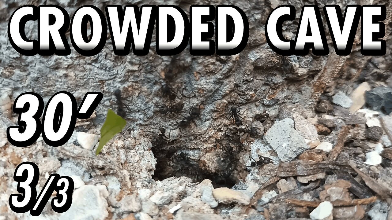 ASMR | Look at this beautiful flow of ants, in and out of the fortress of the tree - 30' 3/3