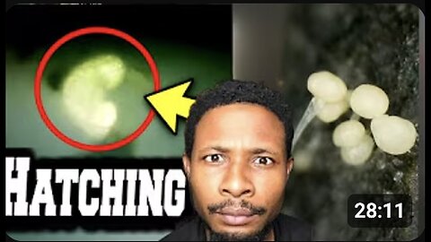 "Live! Explore the Evolving Phenomenon Hatching from Fog and Mutating Worldwide"
